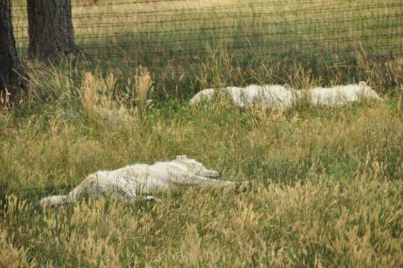 Lobos tiram uma pestana no Bear Park, em Rapid City, região das Black Hills, em South Dakota, nos Estados Unidos